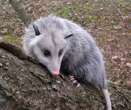 247 Possum Removal Adelaide