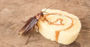 Cockroach Control Perth