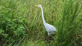 Twin City Wildlife Control Experts
