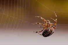 Spider Control Perth