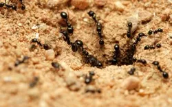 Ant Control Perth