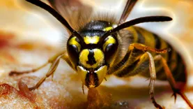 Wasp Removal Perth