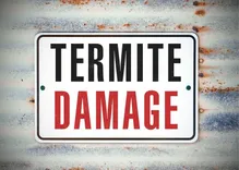 Evergreen City Termite Removal Experts