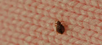 Preventive Bed Bug Control Brisbane
