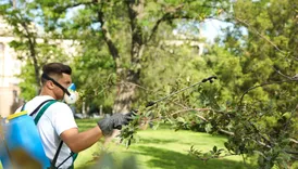 The Big Peach Tree Service