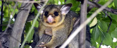 Home Possum Removal Perth
