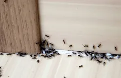 Culbertson Park Pest Control
