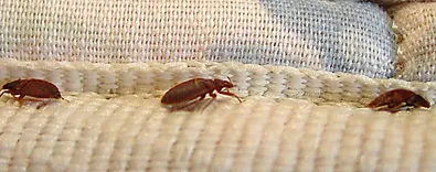 Home Bed Bug Control Perth