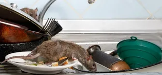 Home Rodent Control Perth