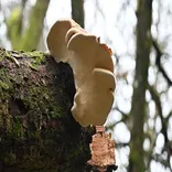 The Big Friendly Tree Experts