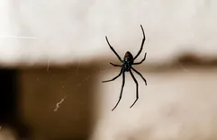 Oaktown Pest Control Experts