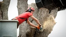 Asnuntuck Tree Services