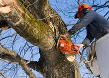 The City Beautiful Tree Service