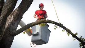 Oly of Tree Service