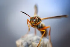 OZ Wasp Removal Brisbane