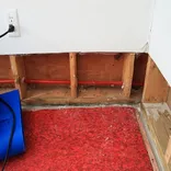 Orchid City Mold Removal Co