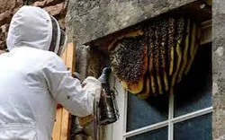 OZ Wasp Removal Canberra