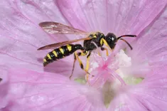 OZ Wasp Removal Perth