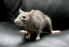 247 Rodent Control Brisbane
