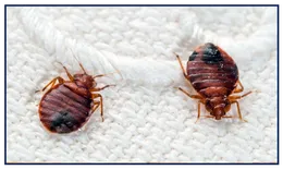 Bed Bugs Control Sydney