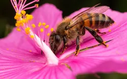 Bee and Wasp Removal Adelaide