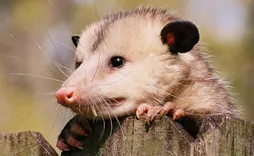 247 Possum Removal Hobart