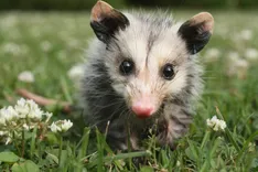 247 Possum Removal Canberra