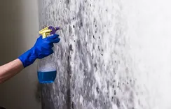 Mold Experts of Salem