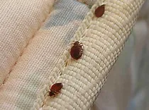 Bed Bugs Control Canberra
