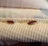 Bed Bugs Control Adelaide