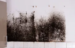 Kenosha Mold Solutions