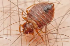 Pest Control West End