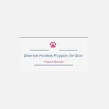 Siberian Huskies puppies