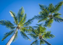 Crescent Tree Services & Landscaping