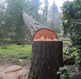 Baton Rouge Tree Service Pros