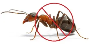Ant Exterminator Sydney