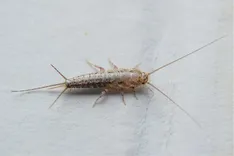 Silverfish Control Sydney