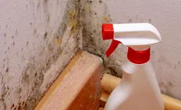 Discovery Mold Experts