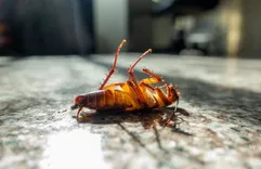 Blue Pest Control Experts