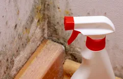 Lone Star State Mold Inspections