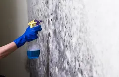 Hogtown Mold Solutions