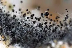 Mold Act of Fort Worth