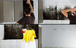 Goddess of Dawn Mold Removal Experts