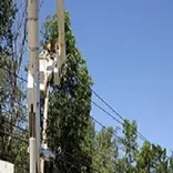 Hogtown Tree Service