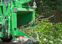Historic Village Tree Removal Solutions