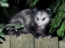 Morris Possum Removal Adelaide