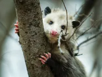 Morris Possum Removal Sydney