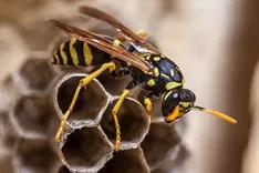 Frontline Wasp Control Adelaide