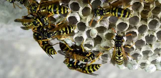 Frontline Wasp Removal Sydney