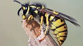 Frontline Wasp Removal Perth